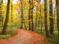 forêt