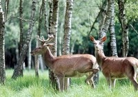biche & cerf