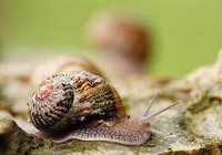 escargot