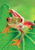 grenouille