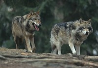 loups