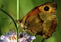 papillon