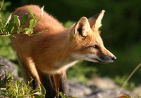 renard