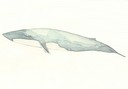 baleine