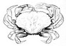 crabe