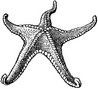 étoile de mer