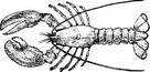 homard