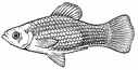 poisson