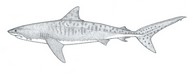 requin
