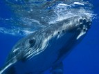 baleine ext
