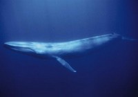 baleine
