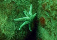 étoile de mer