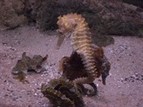 hippocampe ext
