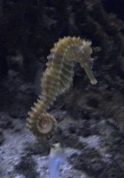 hippocampe