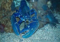homard