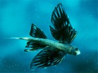 poisson ext