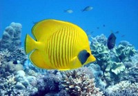 poisson