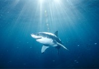 requin