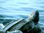 tortue ext