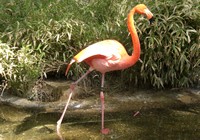 flamant rose