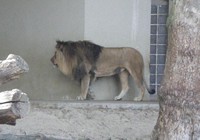 lion